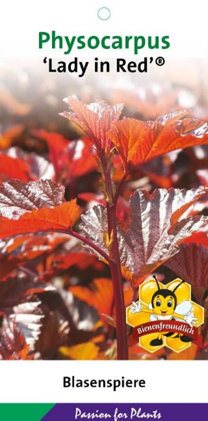 Physocarpus opulif. 'Lady in Red' ® - C3 40-50 CM